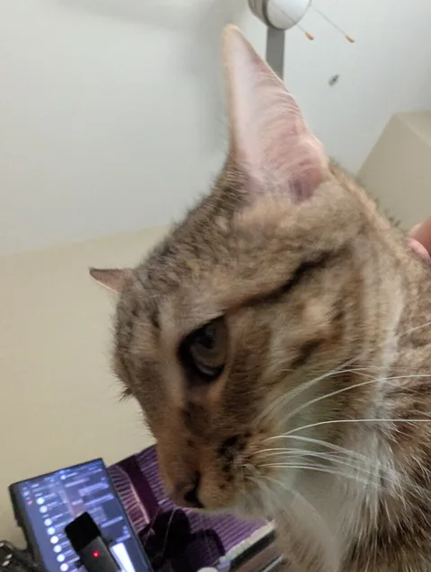 A close-up of my tabby cat inspecting the computer behind her